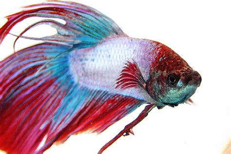 Care For Chinese Fighting Fish .